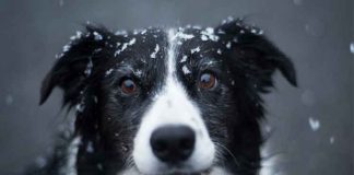 Американка собирает деньги на “замерзающих собак” в России