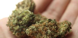 Штат Вашингтон предложил бесплатную марихуану в обмен на вакцинацию Canabis