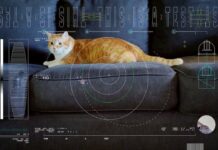 НАСА показало видео с котиком из глубокого космоса с помощью лазера NASA's cat