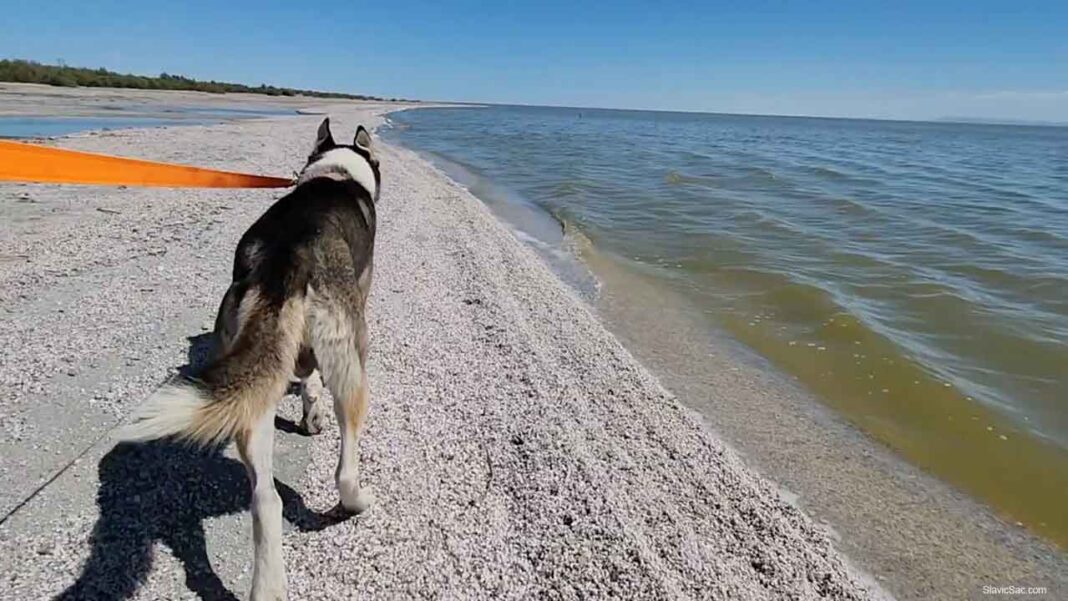Salton Sea