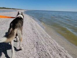 Salton Sea