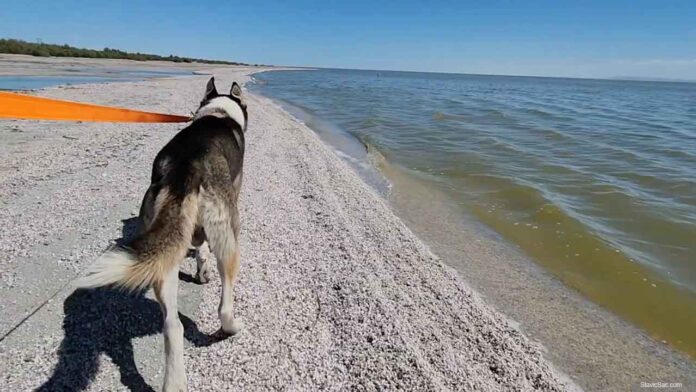 Salton Sea