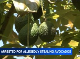 avacado