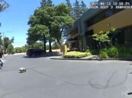 Sebastopol PD