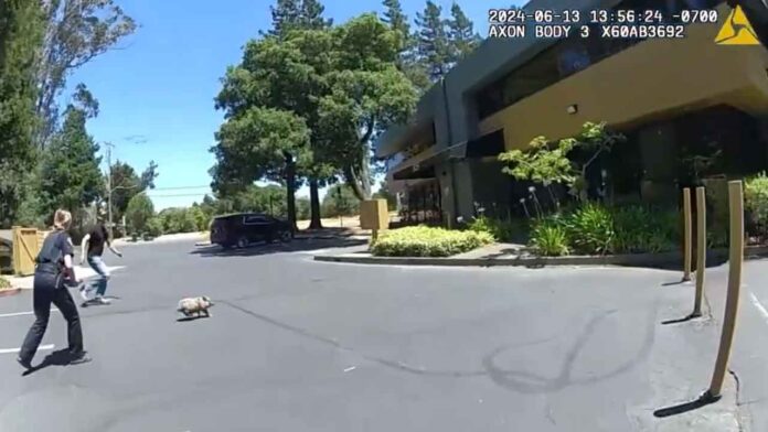 Sebastopol PD