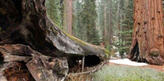 Калифорния расширяет доступ к природе вопреки планам Трампа Sequoia National Park, California