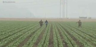 Трамп сообщил о пересмотре своей жёсткой иммиграционной политики ICE raid