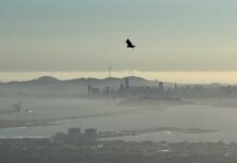 Более 100 федеральных агентов прибыли в район залива Сан-Франциско San Francisco, Caalifornia