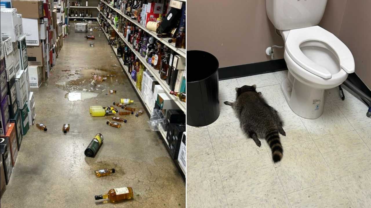 В Вирджинии енот устроил пьяный разгром в магазине алкоголя Drunk racoon