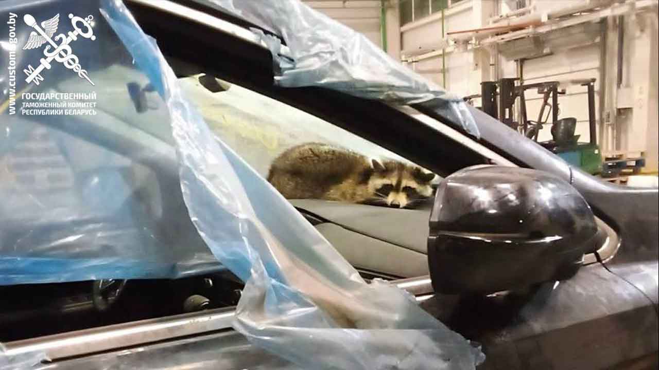 Customs officers in Belarus discovered a stowaway raccoon