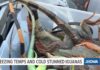 Freezing temperatures in Florida stun iguanas