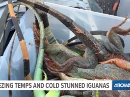 Freezing temperatures in Florida stun iguanas