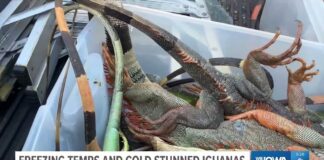Freezing temperatures in Florida stun iguanas