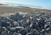 Mussel-sea-beach-ocean