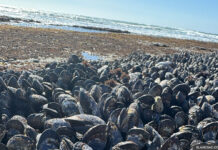 Mussel-sea-beach-ocean