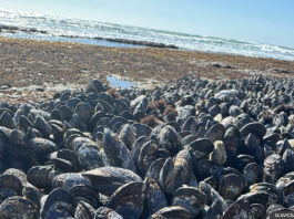 Mussel-sea-beach-ocean