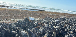 Mussel-sea-beach-ocean