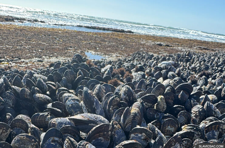 Mussel-sea-beach-ocean