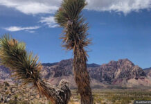Калифорния бесплатно раздает исторические абонементы в парки штата california-park-joshua