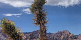 Калифорния бесплатно раздает исторические абонементы в парки штата california-park-joshua