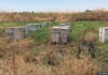 bees