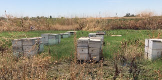 bees