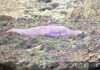 elephant seal