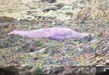 В Калифорнии раскрыли тайну фиолетового морского слона elephant seal