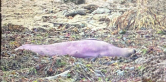 elephant seal