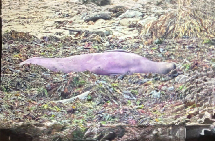 elephant seal