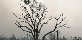 napa-fire-california