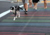 rainbow-crosswalk-lgbt-sacramento