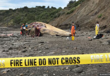 The Mysterious Wave of Whale Deaths in San Francisco Bay whale