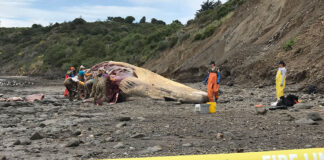 The Mysterious Wave of Whale Deaths in San Francisco Bay whale