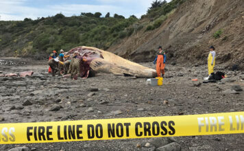 whale