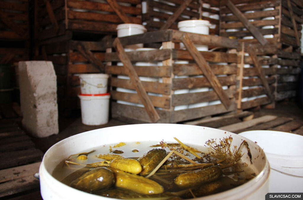 Pickled cucumber