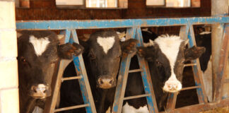 cows-belarus-agri