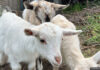 Goats