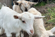 Сколько получает пастух в Калифорнии? Goats