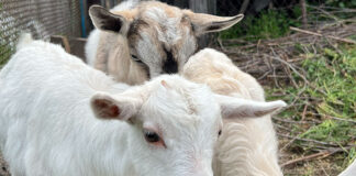 Сколько получает пастух в Калифорнии? Goats