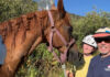 horse rescue