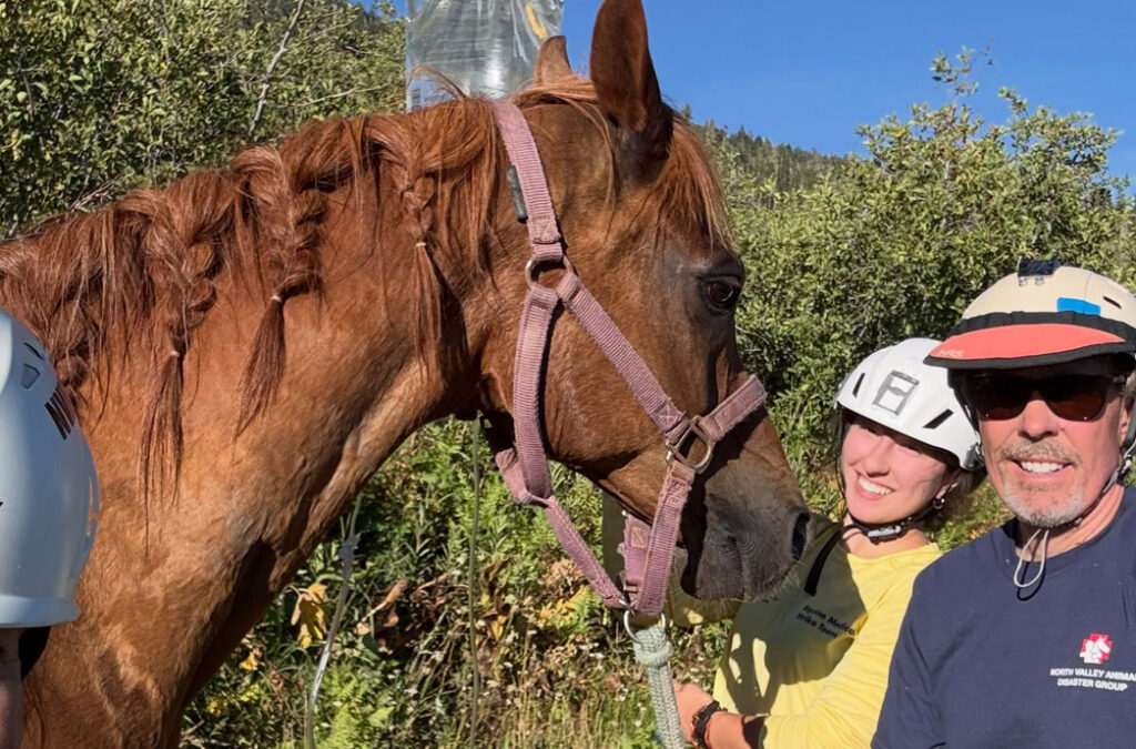 horse rescue