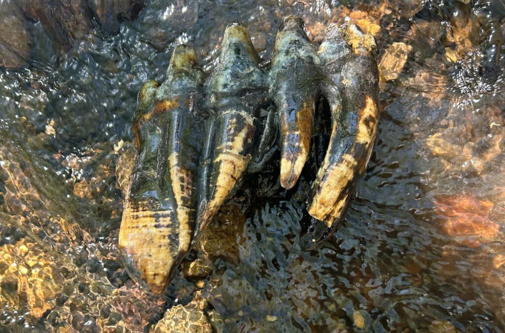 fossilized mastodon tooth