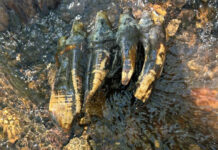fossilized mastodon tooth