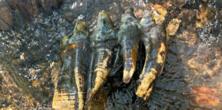 fossilized mastodon tooth